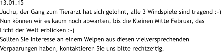 13.01.15 Juchu, der Gang zum Tierarzt hat sich gelohnt, alle 3 Windspiele sind tragend :-) Nun knnen wir es kaum noch abwarten, bis die Kleinen Mitte Februar, das  Licht der Welt erblicken :-) Sollten Sie Interesse an einem Welpen aus diesen vielversprechenden  Verpaarungen haben, kontaktieren Sie uns bitte rechtzeitig.